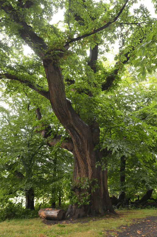 Photo tronc arbre